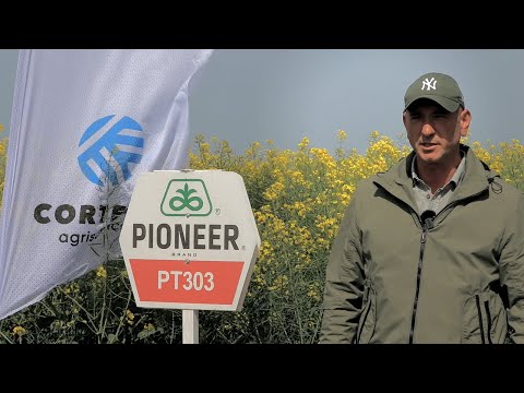 Testimonial Albert Avarvarei - Director Tehnic AGRO CHIRNOGI despre hibridul de rapita PT303