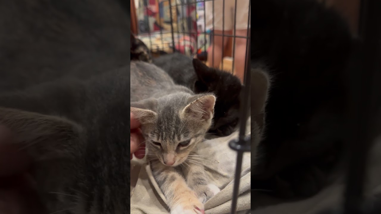 Rosa, a ADOPTABLE mixed breed in Hilton Head Island, SC video 3/3