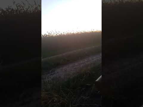 Kalimba 7 tones 432hz in forest