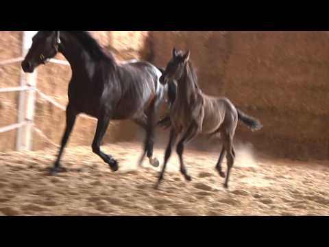 Räuberzauber v-Lossow