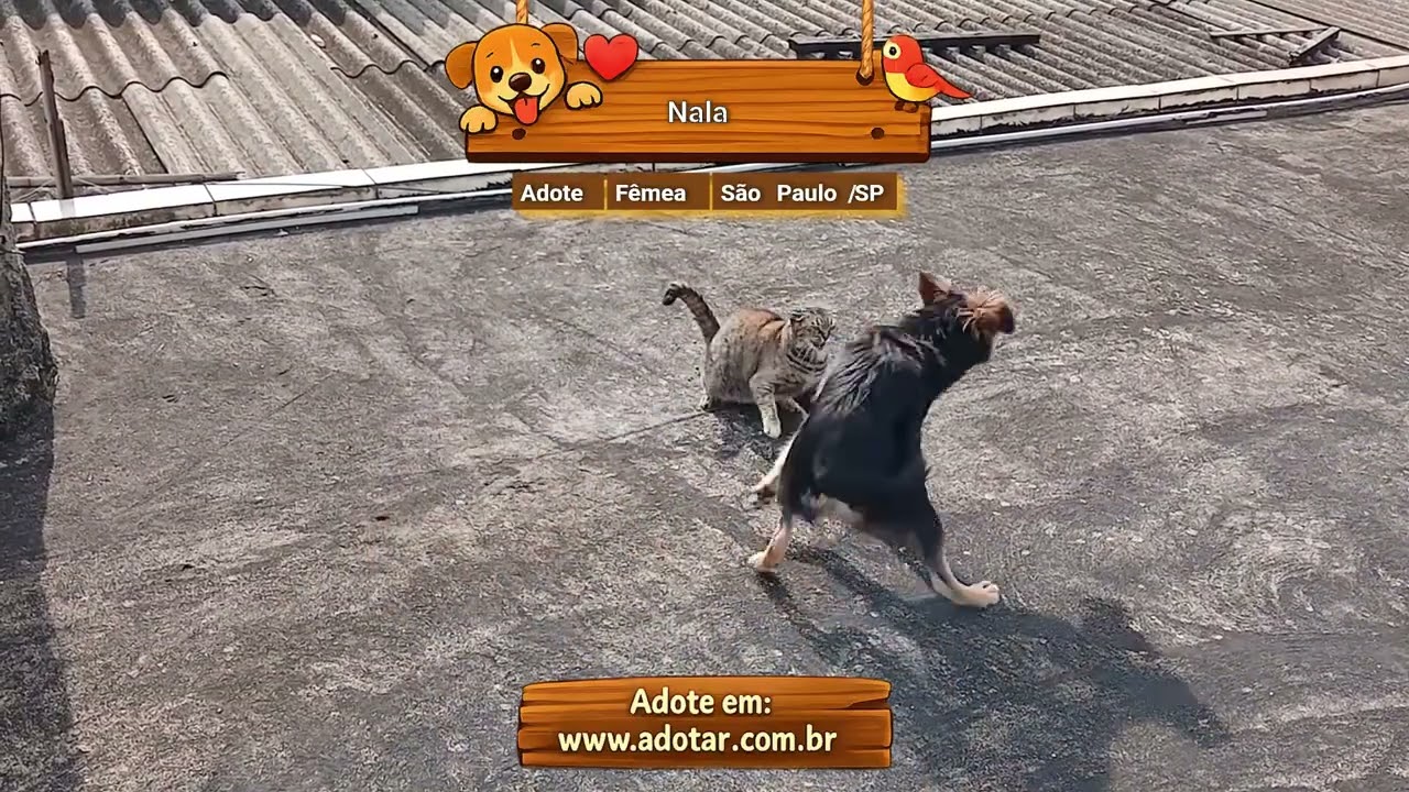 Cachorro raça SRD-ViraLata idade 7 a 11 meses nome Nala