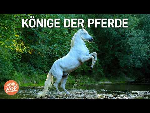 Lipizzaner: Eleganz auf höchstem Niveau | Doku