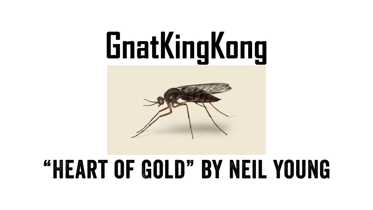 Promotional video thumbnail 1 for Gnat King Kong