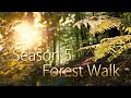 Relaxing Music | relaxdaily Season 5 - Forest Walk (calming soothing stress relief music)