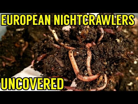 European Nightcrawler Worm Bin Left Uncovered | Small Feeding After 10 Days | Vermicomposting