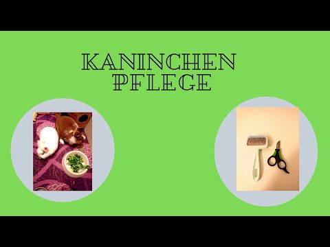 , title : 'Kaninchen Pflege /bürsten/Krallen schneiden/KANINCHEN'