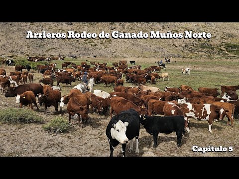 Bajada de ganado de lo alto de la cordillera del Maule cajón el Melado campo de Muños Norte