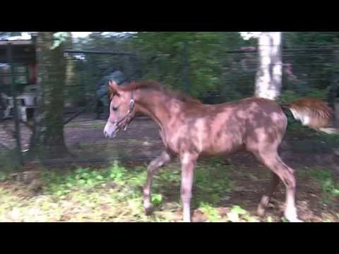 Arabian Horse number 659 Colt by Equiborn KA