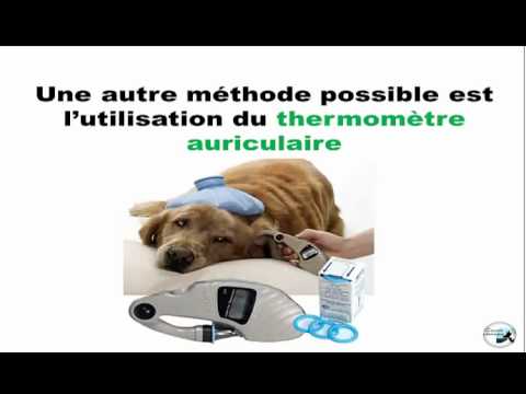 comment prendre température chien