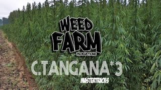[MASTER TRACK *3] C.TANGANA/CREMA (Weed Farm Productions)