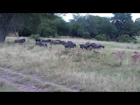 Djuma: Impalas, Wildebeests and Nyala bull - 14:53 - 02/18/2022