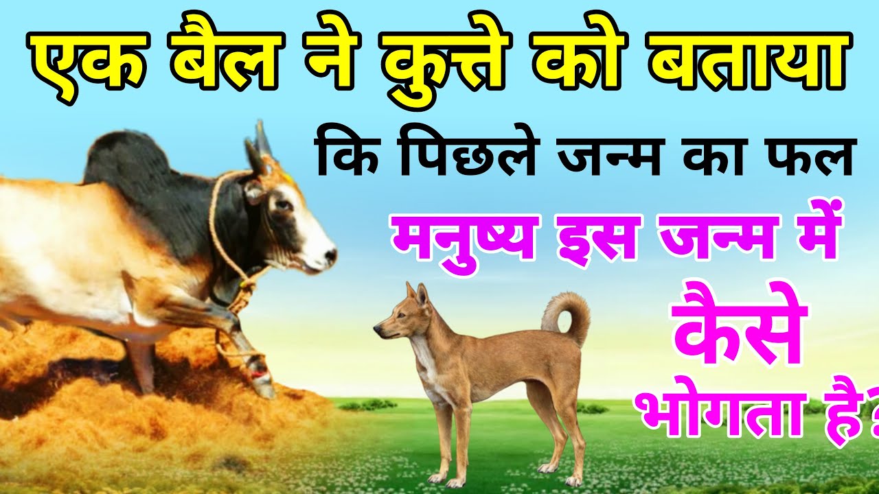 एक बैल ने कुत्ते को बताया कि पिछले जन्म का फल मनुष्य इस जन्म में कैसे भोगता है !! Oxx And Dog things