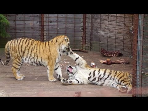 Interesting Facts About Siberian Tigers - Fact About Animals
