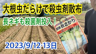 大根栽培・大根発芽！虫だらけ💦殺虫剤散布と長ネギ苗栽培・殺菌剤散布