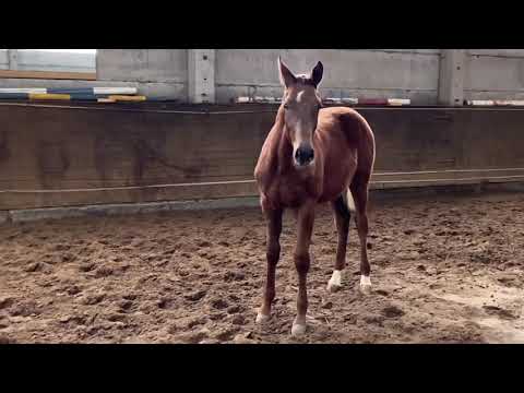 Bewegungsstarkes Hengstfohlen von Maracaná
