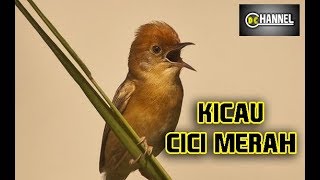 Download lagu Cici Merah Gacor Dor mp3