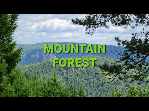 Virtual Walk through Beautiful Mountain Forest | trip around Siberia - 4k UHD