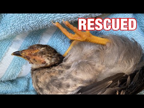 YouTube video about: How to tell if a birds neck is broken?