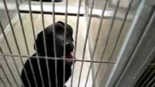 Shelter Dogs that you can Adopt at the Corona Animal Shelter Shelter Dogs that you can Adopt at the Corona Animal Shelter