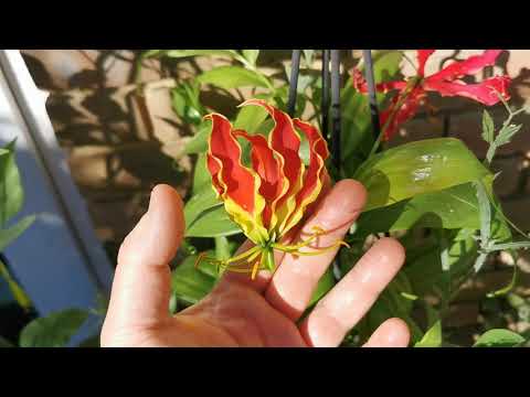 Early August tour of my fragrant garden in Kent, UK: Lilies and Gloriosa in bloom!!!