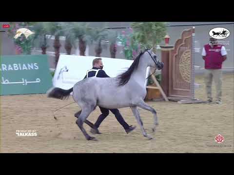 N.199 ELKYMIA AL JOOD - 9th Qatar National AHS for Individual Owners - Mares 4-6 Years Old (Clas...