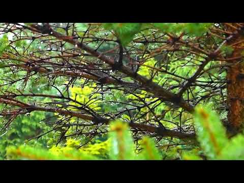 Kojący Deszcz - szum deszczu uspokaja i usypia małe dzieci ☂ biały szum ☂