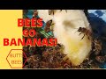 ☯️  BEES GO BANANAS! DO HONEY BEES HATE BANANAS??  Beekeeping