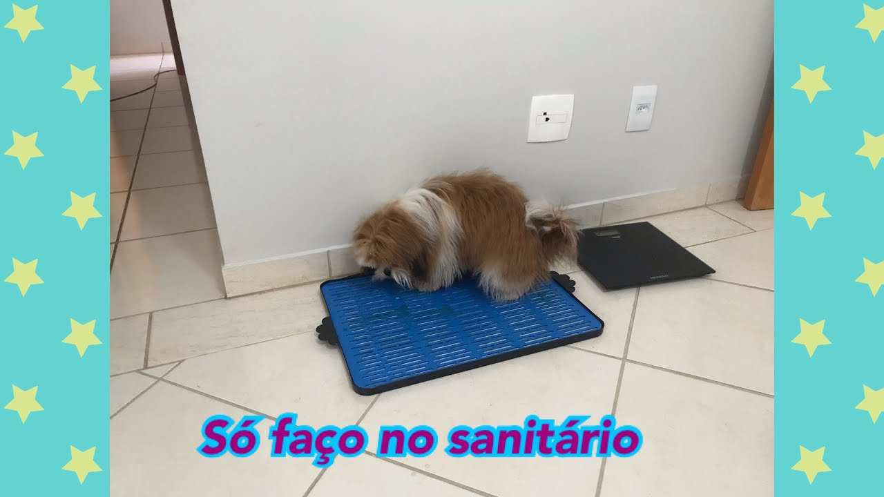 DICAS PARA SEU PET USAR O SANITÁRIO