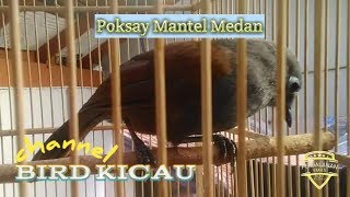 Download lagu Poksay Mantel Medan Gacor mp3
