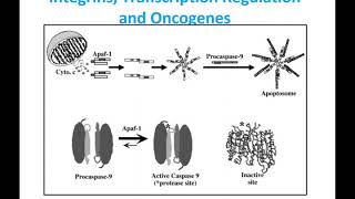 Lecture 16: Integrins, Steroid Hormones and Oncogenes/Apoptosis - 11/03/20