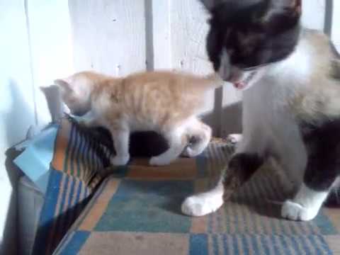 Funny cats (II)