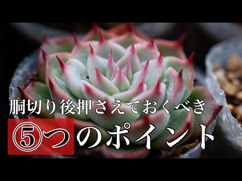 エケベリア・エレガンス