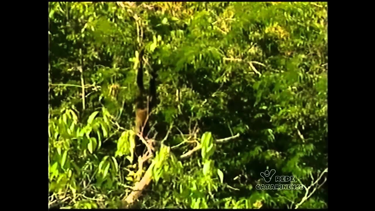 Amazônia Indomável {Fascículo 11} O Boto que quis morrer