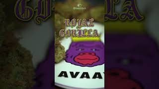 Royal Gorilla - Strain Review Teaser Video