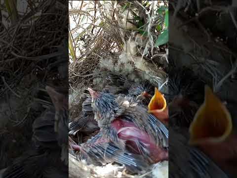 tailor bird baby babies sleeping #shortfeed #trending #viral #babies