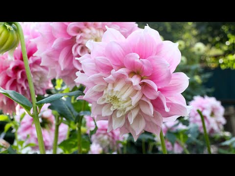 園芸 ダリアを植える