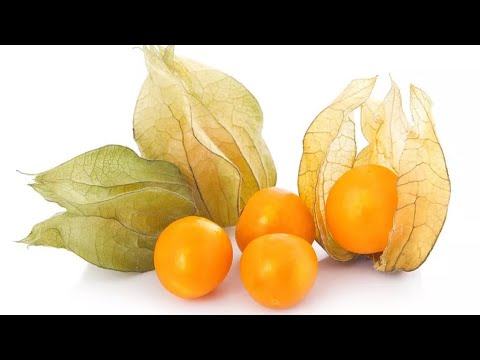 Health Benefits of Physalis Fruit (Tino-Tino) are Truly Amazing!