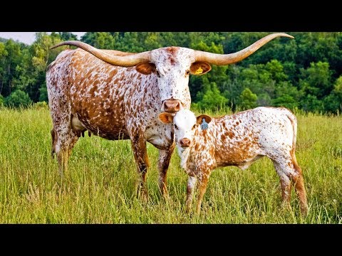 , title : 'Texas Longhorn Cattle | American Southwest Icons'