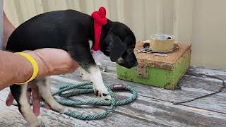 Video preview image #1 Chiweenie Puppy For Sale in Bandera, TX, USA