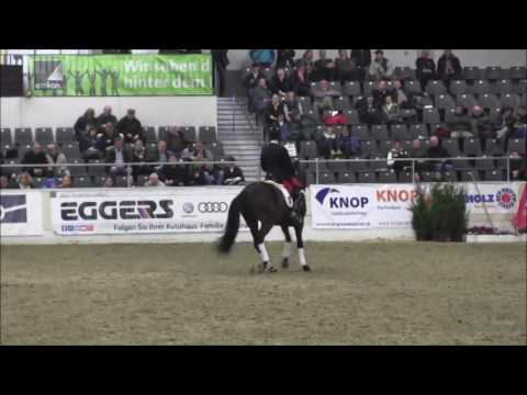 Don Darius HV Verden 2017