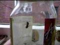 Jar Of Bugs V1