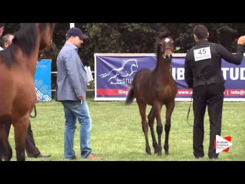 N.45 COF LATISHA - Ströhen 2015 C-Show - Foals (Class 1-2)