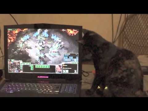 015 SCII HotS CL Seg1 - Pet Audience - Luzvel - Starcraft 2 Cat