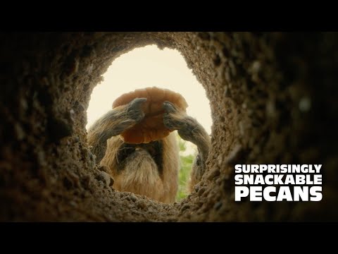 Surprisingly Snackable Pecans: Squirrel Tested, Dad Approved