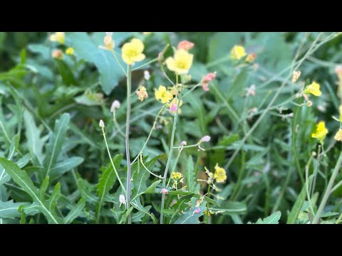 医療ビジネス薬科学科 そろそろ花粉症対策をスタート