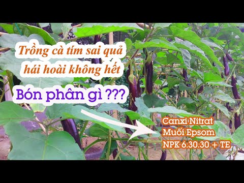 , title : 'Trồng cà tím bón phân gì cho nhiều hoa tăng khả năng đậu quả? ( Vườn Sài Gòn - 0827997777)'