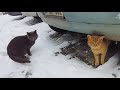 Gray Cat Chases Cute Orange Cat On A Snowy Day