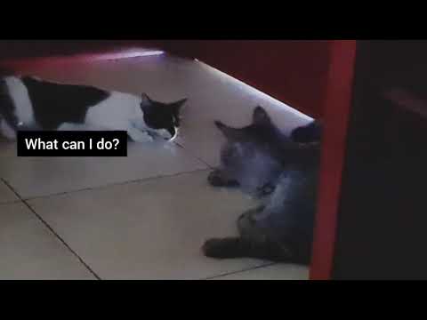 Young Kitten 2nd day in heat being ignored by the male neutered Cats| First Cycle | Part 2