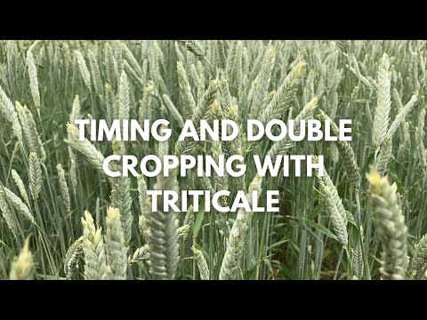 Timing and Double Cropping with Triticale