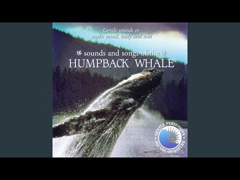 Sounds and Songs of the Humpback Whale